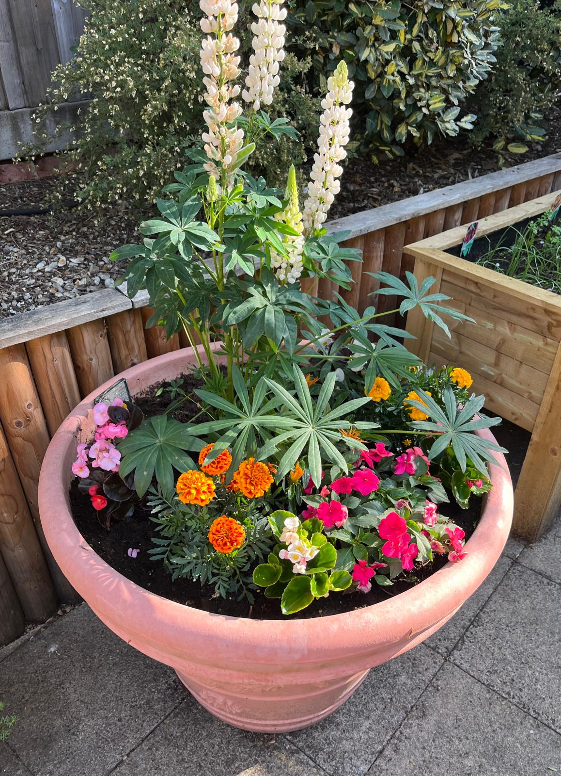 Bright flower planter with lupins and marigolds in the garden at ManuCourt care home.